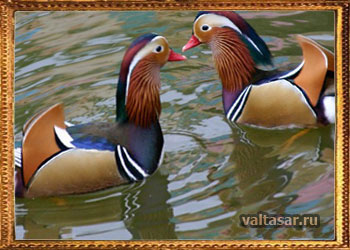 уточки мандаринки