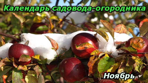 Яблоки под снегом