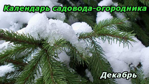 Еловые ветки в снегу