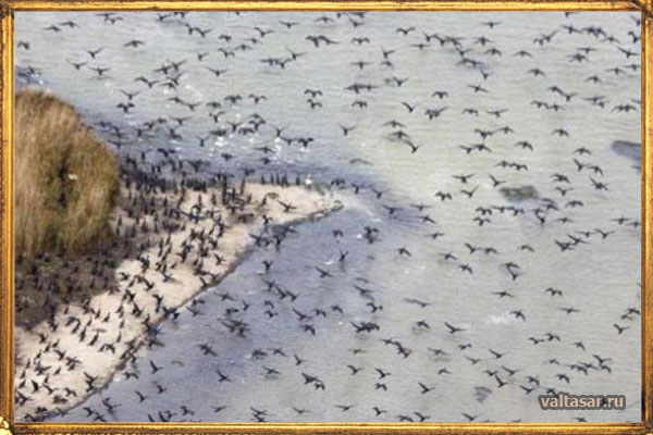 загадочный птицепад долины Джатинга