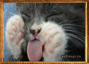 лечимся от хандры... симпатичными котиками!