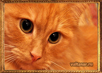 потерявшийся, но найденный кот