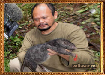 мутировавшая крыса