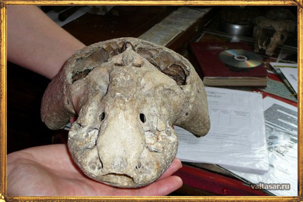 ротовое отверстие отсутствует