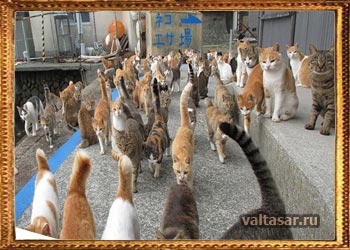 остров кошек в Японии