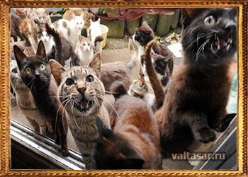 в этих местах много кошек