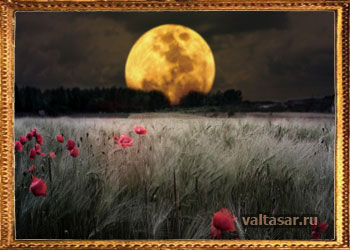 луна и цветы - романтика!