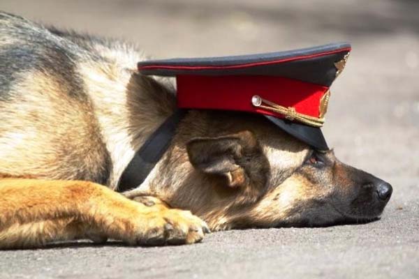 служебная собака в милицейской фуражке