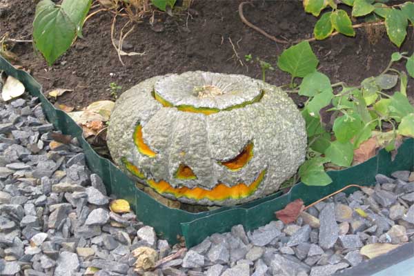 Тыква к Хэллоуину на участке