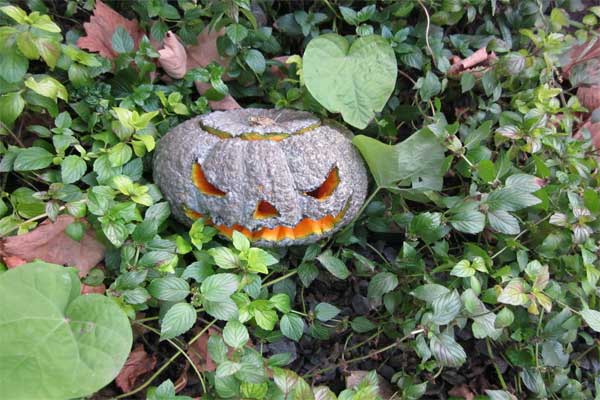 необычный ландшафтный дизайн