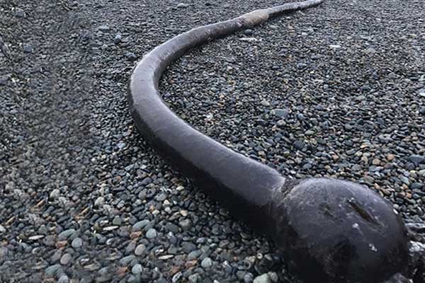 "морские змеи" на побережье Чукотки