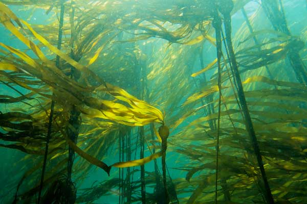 Нереоцистис Лютке фото