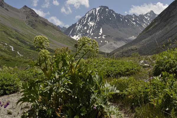 цветок в горах