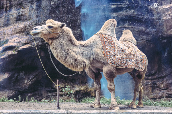 верблюд рядом со скалой