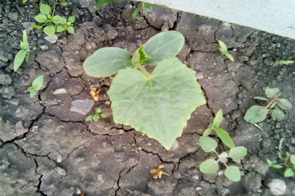 огурец на грядке фото