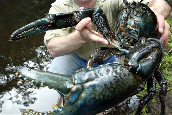 гигантский тасманский рак