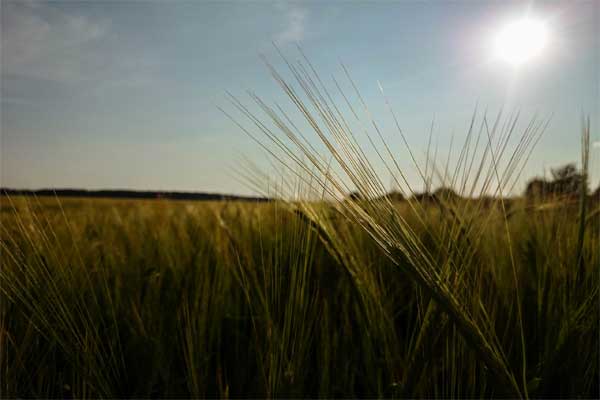 утренний рассвет