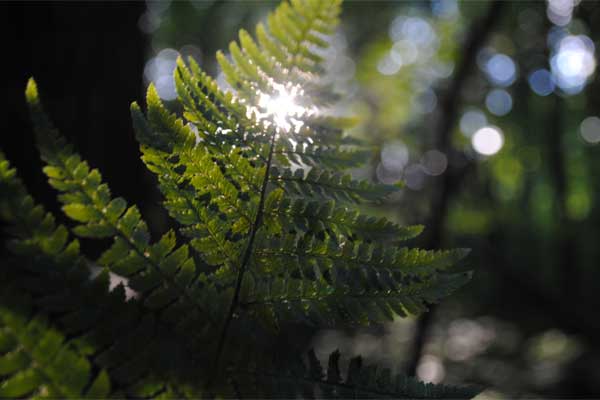 папоротник в лесу