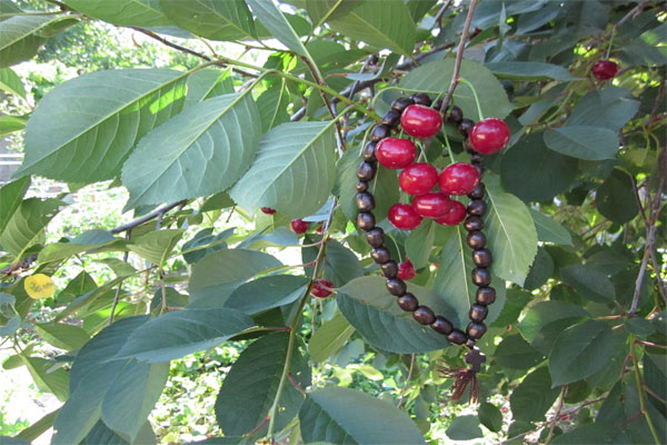 Ивана Купала фото растений