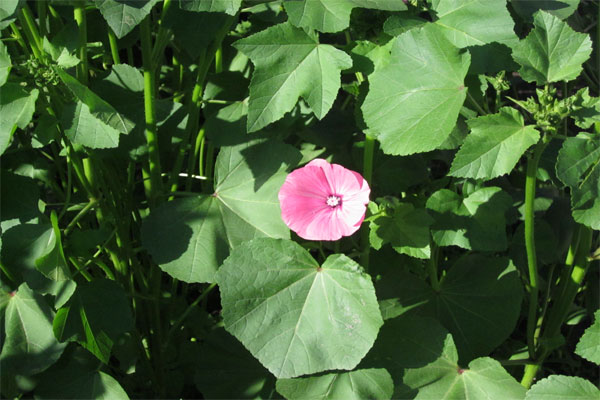 Цветок лабелии фото