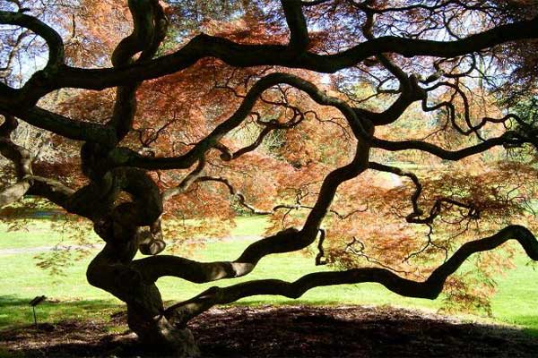 дерево дзюбокко фото