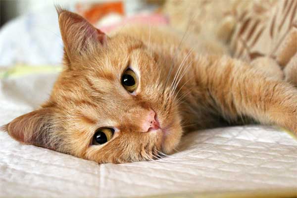 фотография рыжего кота