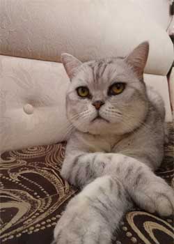 кот сидит сложив лапы