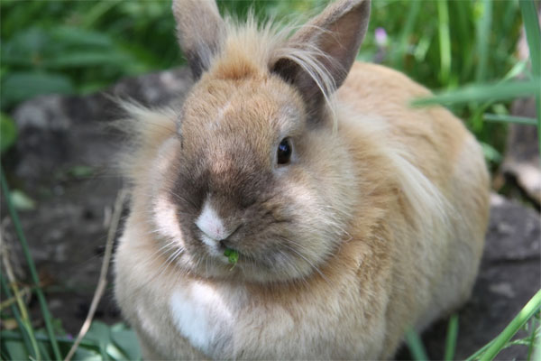 кролик на фото