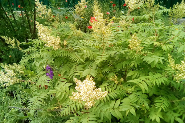 буйство растений на Ивана Купала фото