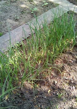 лук перо фото