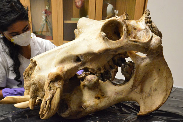 черепа и артефакты