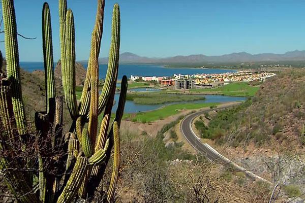 кактус на фоне пустыни