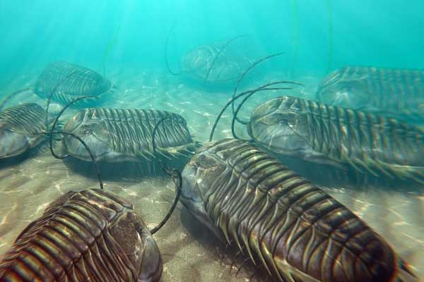 трилобиты на дне фото