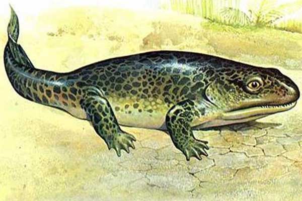 первая амфибия