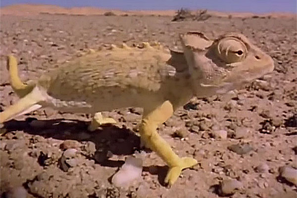 игуана в песках