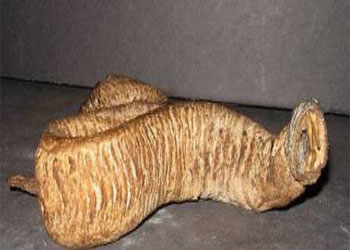 детеныш червя Олгой-Хорхой