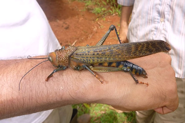 гигантская саранча