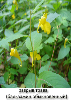 разрыв трава фото