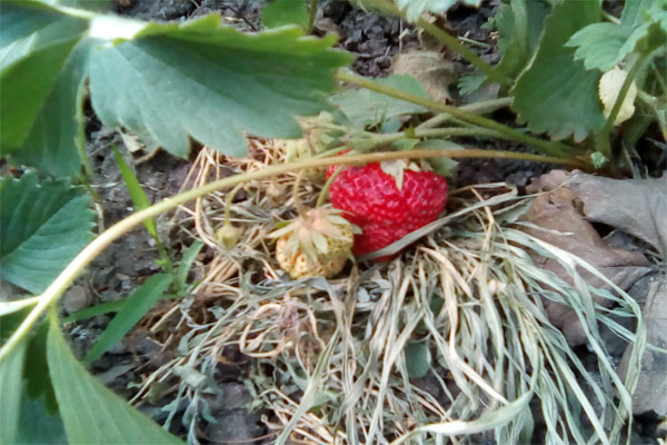 клубника высаженная на грядке фото