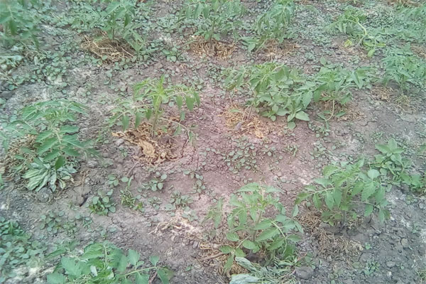 саженцы помидор фото