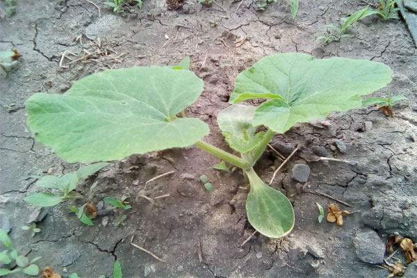 кабачок цуккини фото