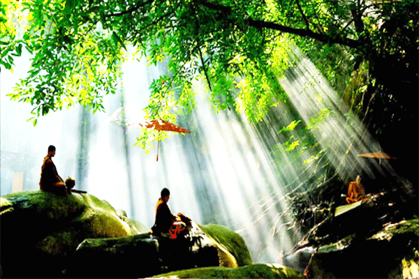 монахи медитируют в роще