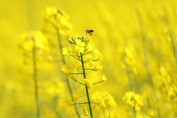 пчела собирает мёд