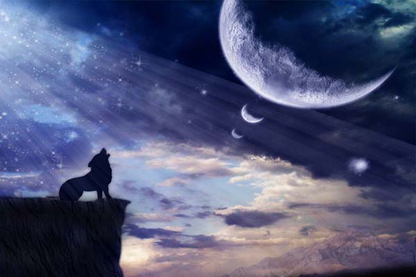 волк воет на Луну