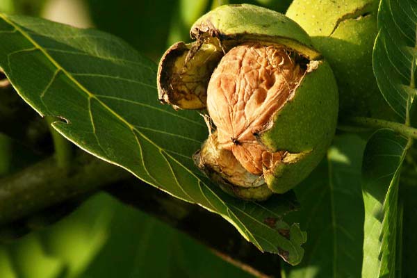 Ореховый Спас - светлый православный праздник