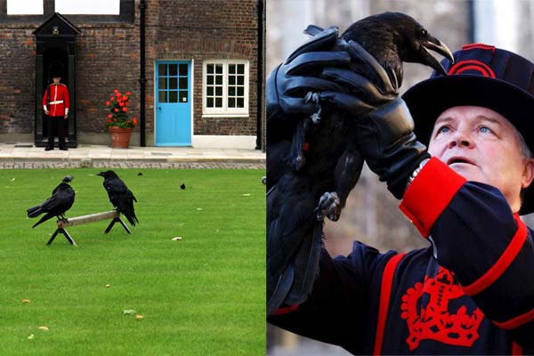 чёрные вороны в Тауэре