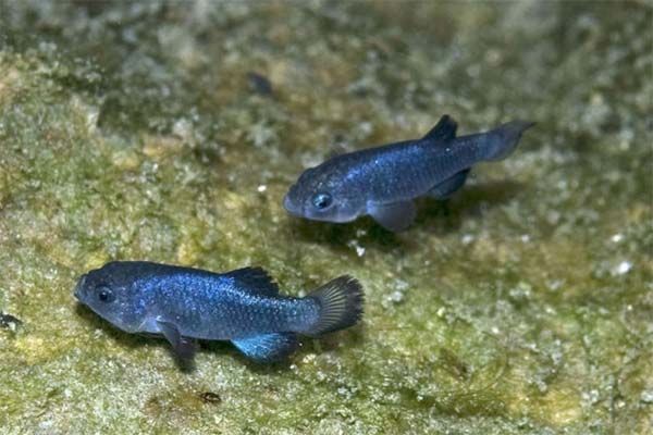 рыба карпозубик 