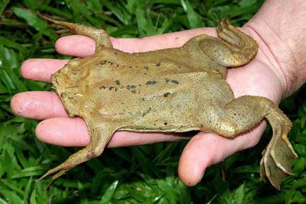 Суринамская пипа фото