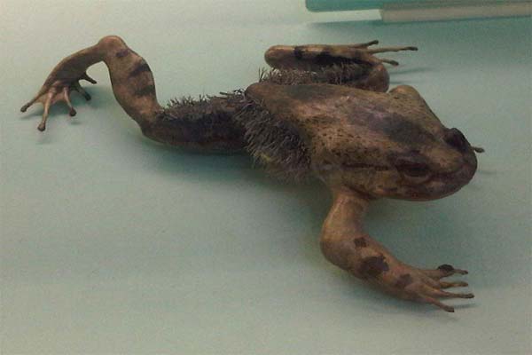 Волосатая лягушка фото