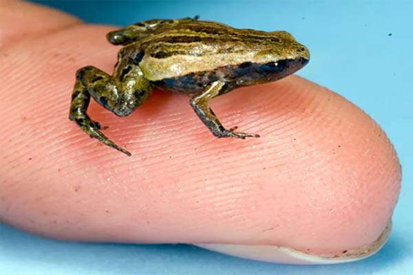самая маленькая лягушка на пальце фото